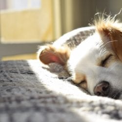 How to Take a Nap: The Science Behind a Good Power Nap
