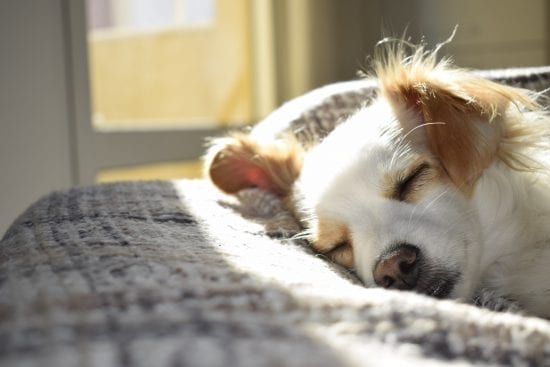 How to Take a Nap: The Science Behind a Good Power Nap
