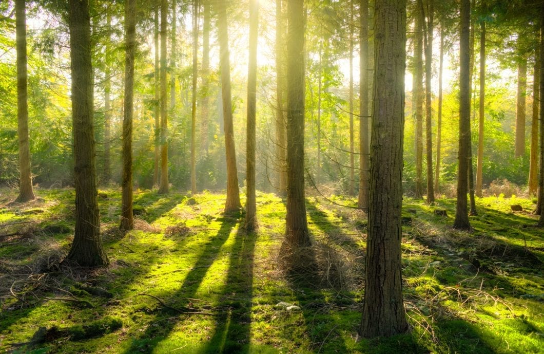 Forest Bathing: The Ultimate All-Natural Therapy