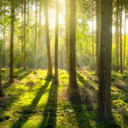 Forest Bathing: The Ultimate All-Natural Therapy