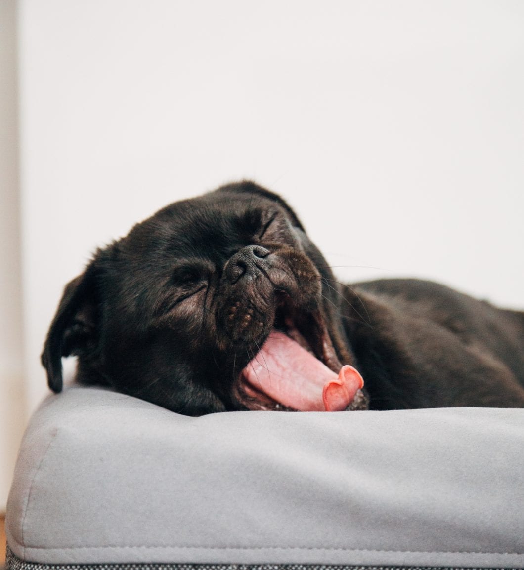 Yawning A Lot? 4 Surprising Benefits of Yawning
