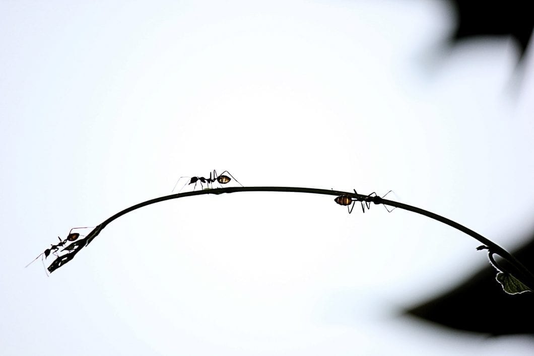 Ants and Idle Time: A Productivity Lesson from the Insect World