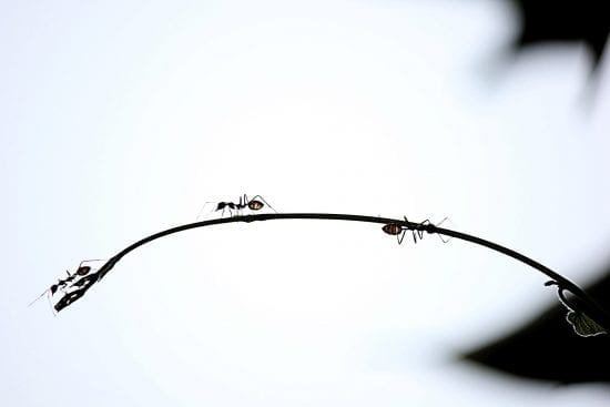 Ants and Idle Time: A Productivity Lesson from the Insect World